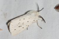 Spilosoma lubricipeda