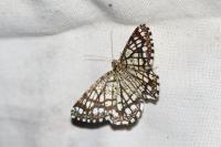 Chiasmia clathrata