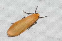 Wittia sororcula