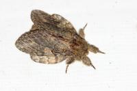 Peridea anceps
