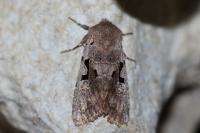 Orthosia gothica