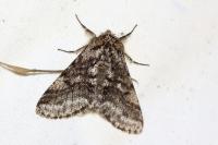 Lycia hirtaria