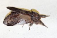 Notodonta ziczac