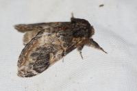 Notodonta tritophus