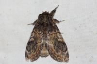 Notodonta tritophus