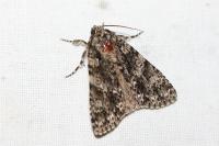 Acronicta rumicis