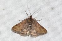 Pyrausta despicata