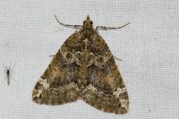 Chloroclysta siterata