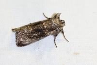 Polyploca ridens