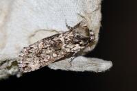 Polyploca ridens