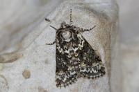 Polyploca ridens