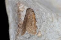 Orthosia cerasi