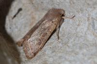 Orthosia cerasi