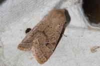 Orthosia cerasi