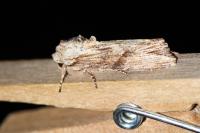 Egira conspicillaris