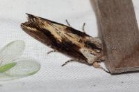 Egira conspicillaris