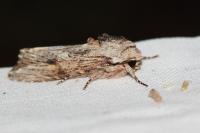 Egira conspicillaris