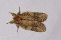 Peridea anceps