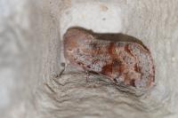 Orthosia incerta