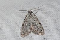Nola confusalis