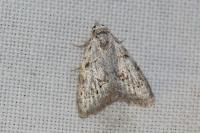 Nola confusalis