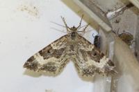 Epirrhoe alternata