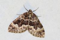 Lampropteryx suffumata