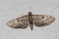 Eupithecia dodoneata