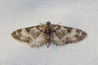 Eupithecia irriguata