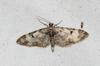 Eupithecia irriguata
