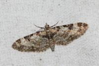 Eupithecia irriguata