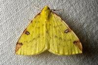 Opisthograptis luteolata