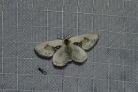 Cilix