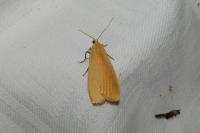 Wittia sororcula