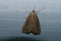 Hypena rostralis