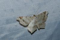 Macaria alternata