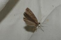Pachycnemia hippocastanaria hippocastanaria