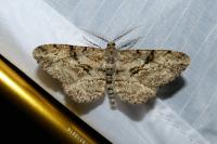 Peribatodes rhomboidaria rhomboidaria