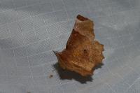 Selenia lunularia