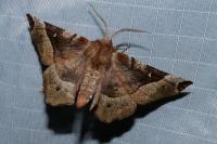 Selenia tetralunaria