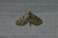 Chloroclystis v-ata