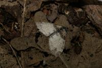 Lobophora halterata