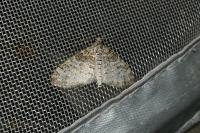 Lobophora halterata