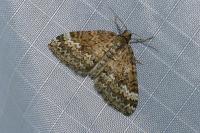 Perizoma hydrata