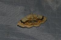 Cyclophora annularia