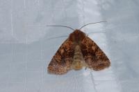 Conistra staudingeri