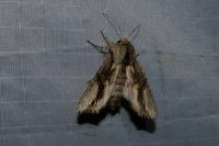 Egira conspicillaris