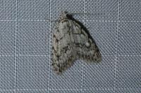 Nola cicatricalis