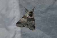 Furcula bifida