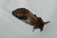 Notodonta ziczac